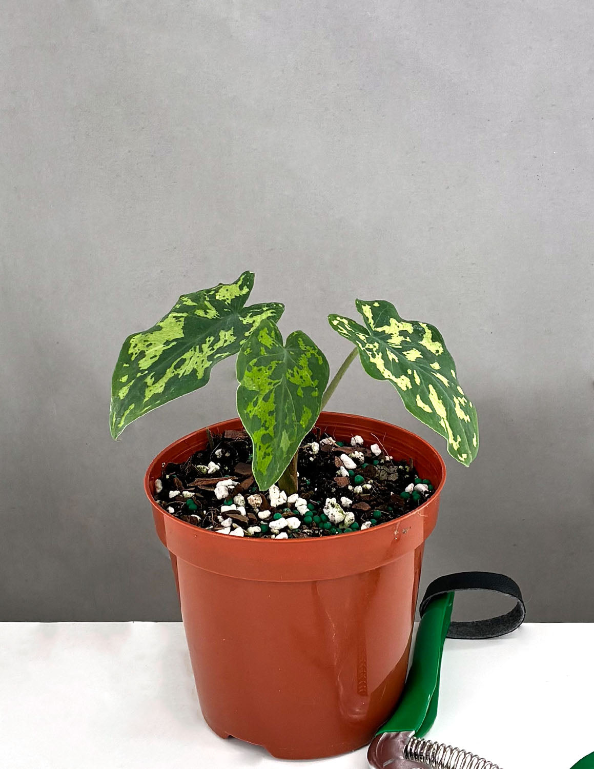 Alocasia Hilo Beauty - Plant Proper - 4" Pot