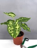 Alocasia Hilo Beauty - Plant Proper - 4" Pot