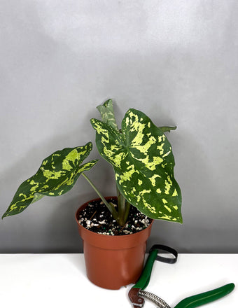 Alocasia Hilo Beauty - Plant Proper - 4" Pot