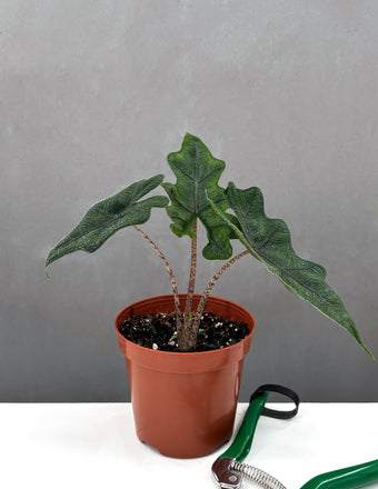 Alocasia Jacklyn - Plant Proper - 4" Pot