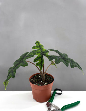 Alocasia Jacklyn - Plant Proper - 4" Pot