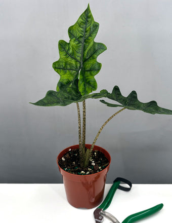 Alocasia Jacklyn - Plant Proper - 4" Pot