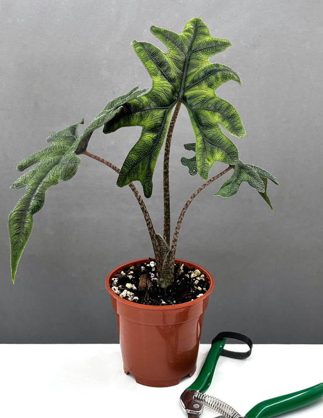 Alocasia Jacklyn - Plant Proper - 4" Pot