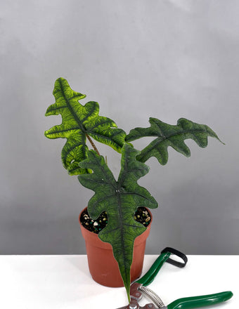 Alocasia Jacklyn - Plant Proper - 4" Pot