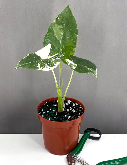 Alocasia Macrorrhiza Variegated - Plant Proper - 4" Pot