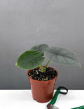Alocasia Melo - Houseplants - Plant Proper - 4" Pot