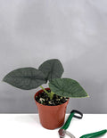 Alocasia Melo - Houseplants - Plant Proper - 4" Pot