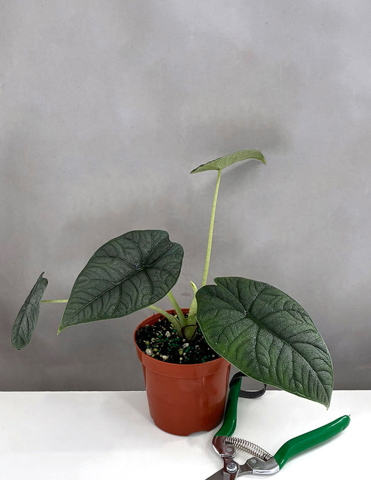 Alocasia Melo - Plant Proper - 4" Pot