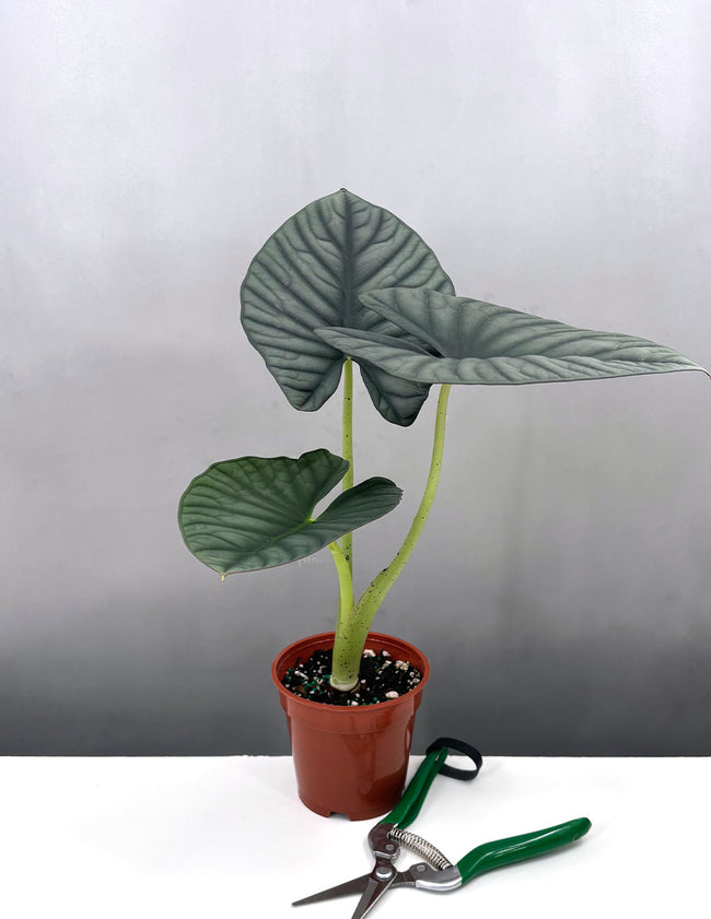 Alocasia Nebula Imperialis - Plant proper - 4" Pot