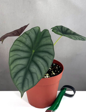 Alocasia Nebula Imperialis - Plant proper - 4" Pot