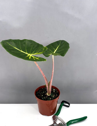 Alocasia New Guniea Gold - Plant Proper - 4" Pot