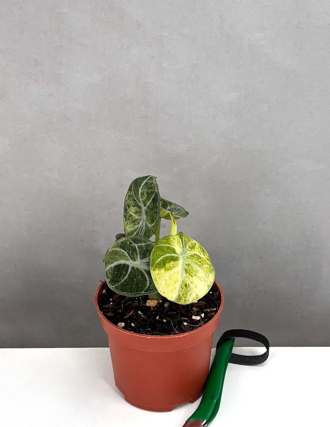 Alocasia Ninja Tricolor | Houseplants | Always Affordable at Plant