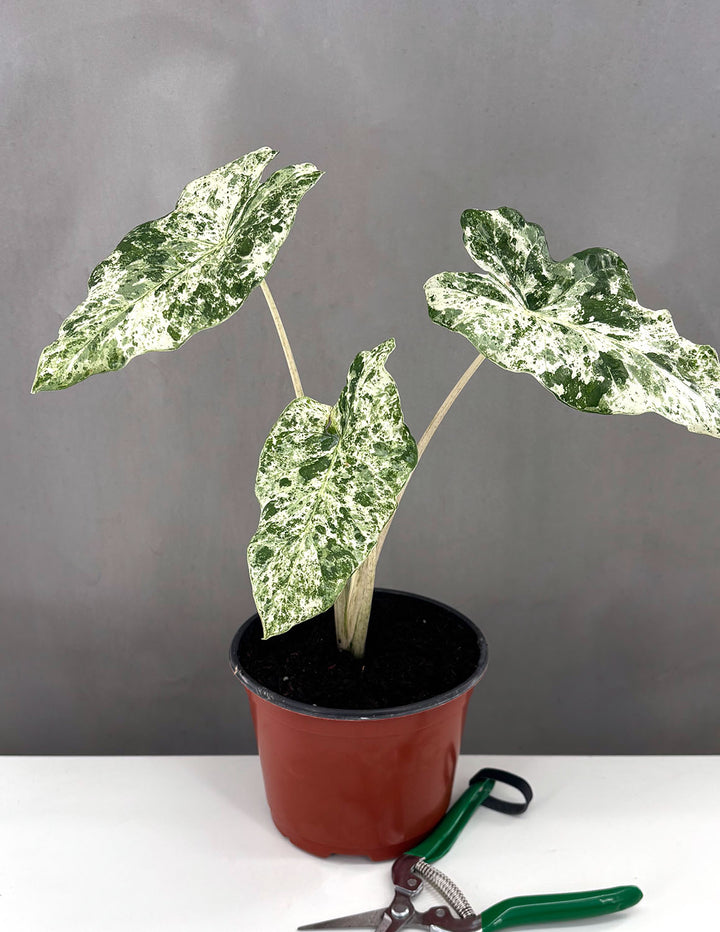 alocasia odora batik variegata Alocasia Odora Batik | Houseplants