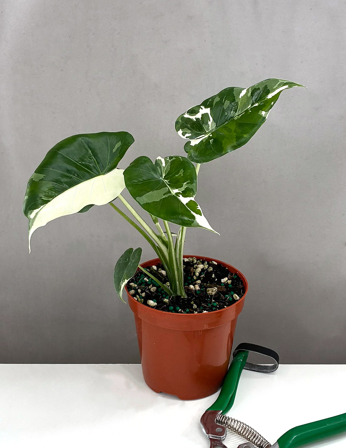 Alocasia Okinawa Silver | Houseplants | Always Affordable at Plant