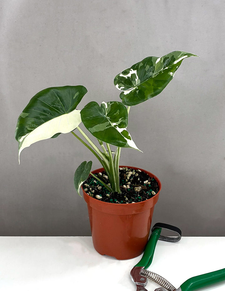 Alocasia Okinawa Silver | Houseplants