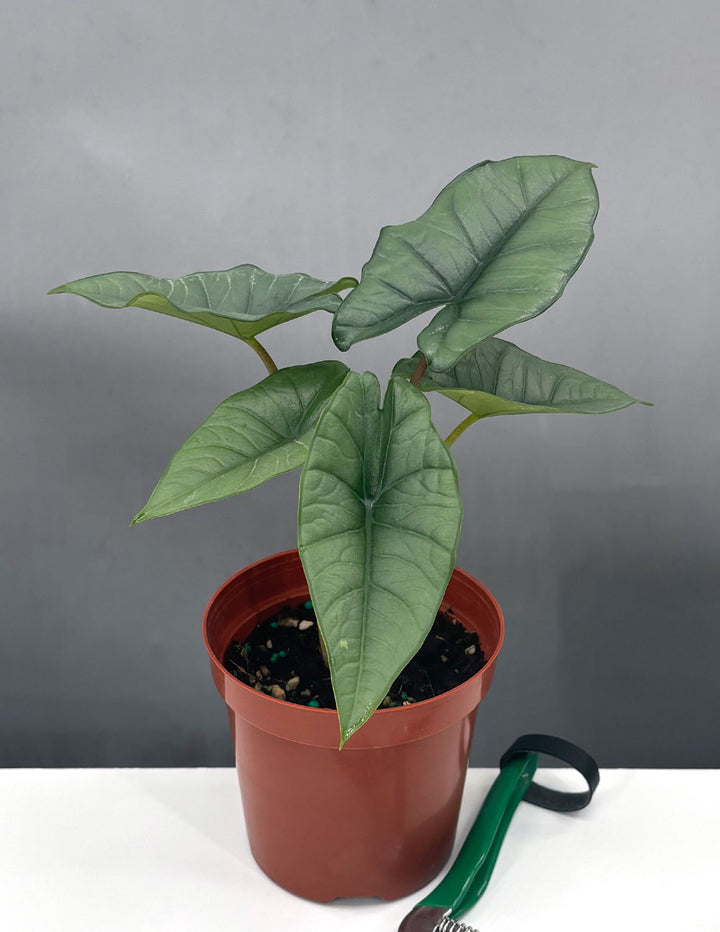 alocasia water plant Alocasia Platinum