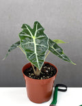 Alocasia Polly - Plant Proper - 4" Pot