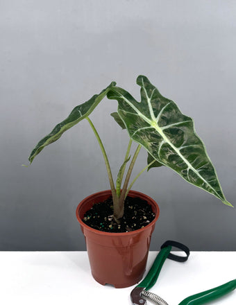 Alocasia Polly - Plant Proper - 4" Pot