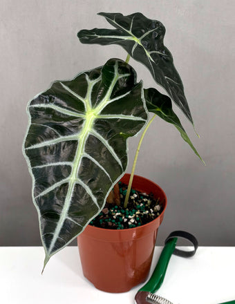 Alocasia Polly - Plant Proper - 4" Pot