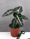 Alocasia Polly - Plant Proper - 4" Pot