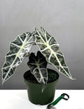Alocasia Polly - Plant Proper - 6" Pot