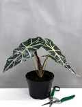 Alocasia Polly - Plant Proper - 6" Pot