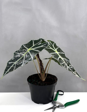 Alocasia Polly - Plant Proper - 4" Pot