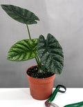 Alocasia Quilted Dreams - Plant Proper - 4" Pot