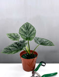 Alocasia Quilted Dreams - Plant Proper - 4" pot