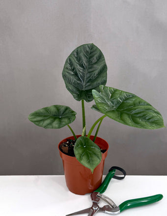 Alocasia Quilted Dreams - Plant Proper - 4" Pot