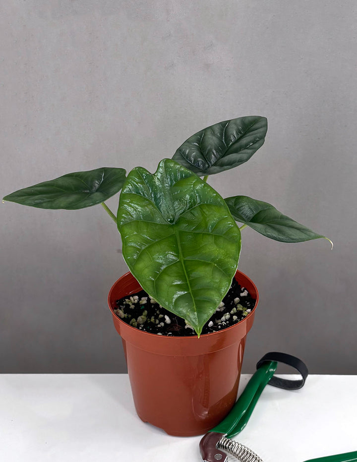 potted plant dreams Alocasia Sinuata Quilted Dreams