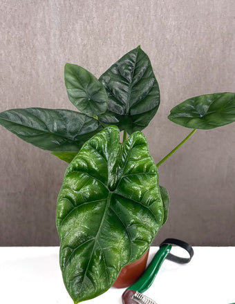Alocasia Quilted Dreams - Plant Proper - 4" Pot