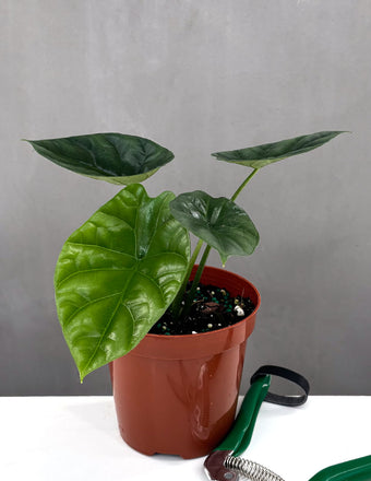 Alocasia Quilted Dreams - Plant Proper - 4" Pot
