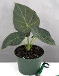 Alocasia Regal Shields - Plant Proper - 6" Pot