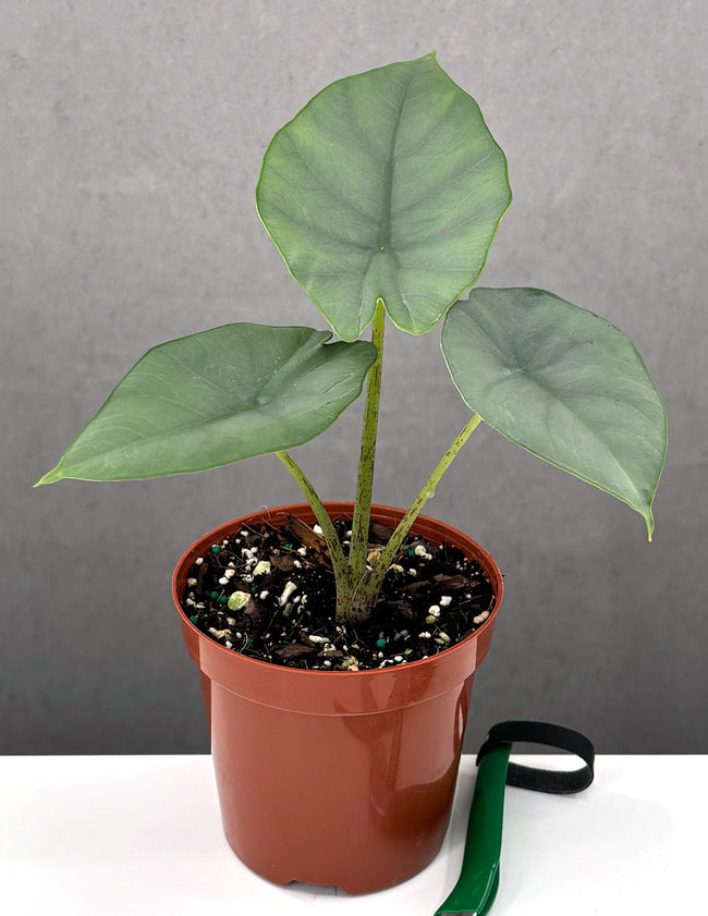 Alocasia Reginae - Plant Proper - 4" Pot