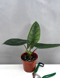 Alocasia Scalprum - Plant Proper - 4" Pot