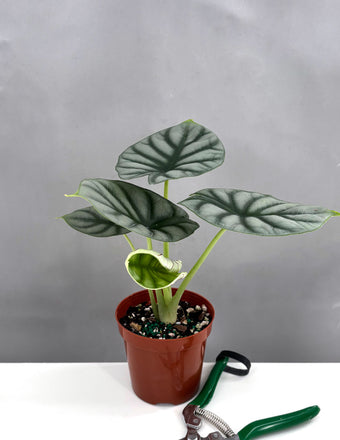 Alocasia Silver Dragon - Plant Proper - 4" Pot