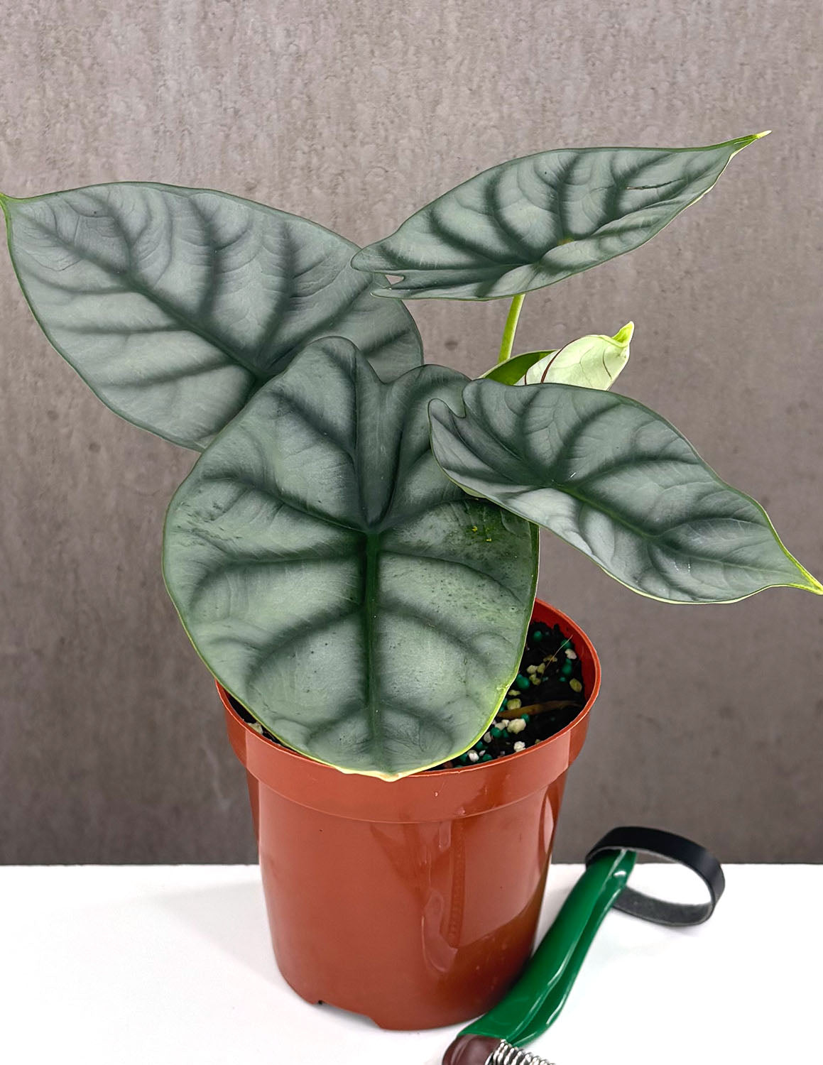 Syngonium Kiwi Delight