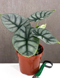Alocasia Silver Dragon - Plant Proper - 4" Pot