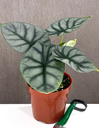 Alocasia Silver Dragon - Plant Proper - 4" Pot