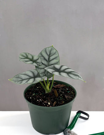 Alocasia Silver Dragon - Plant Proper - 4" Pot