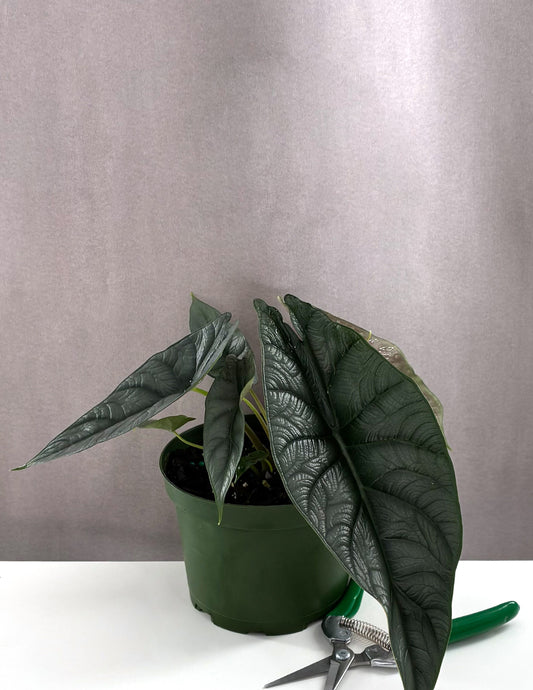 Alocasia Silver Wing - Plant Proper - 6" Pot 