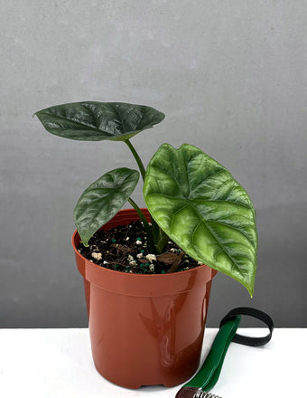 Alocasia Quilted Dreams - Plant Proper - 4" pot
