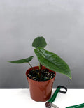 Alocasia Scalprum - Plant Proper - 4" Pot