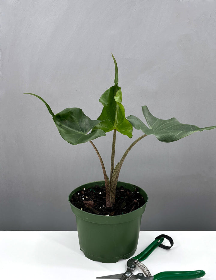 stingray plant care indoors Alocasia Stingray | Houseplants
