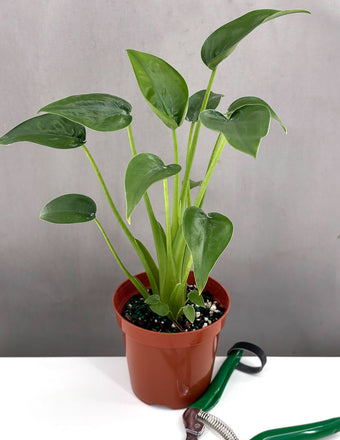 Alocasia Tiny Dancer - Plant Proper - 4" Pot