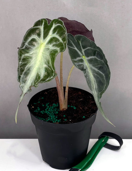 Alocasia Venom - Plant Proper - 4" Pot