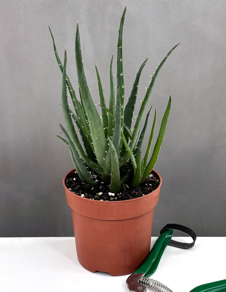 aloe vera plant pet safe Aloe Hedgehog | House Plants