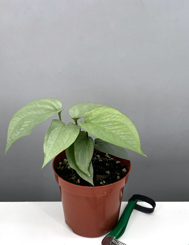 medium house plant Amydrium Medium Silver