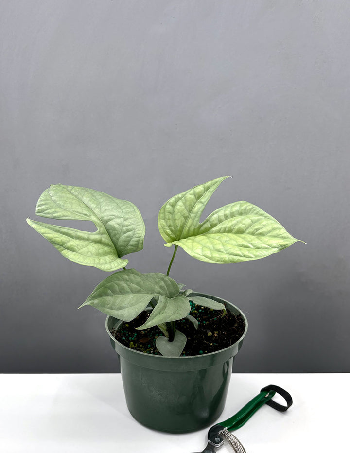 silver house plant Amydrium Medium Silver
